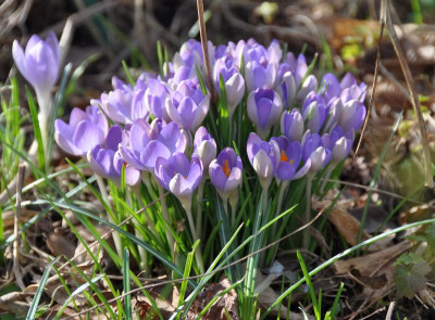 Krokus-Pulk.jpg