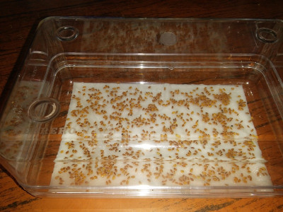 Ferrero Kresse.jpg