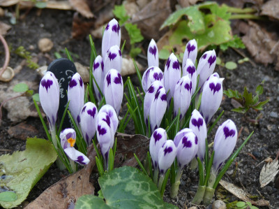 2021-03-19 Crocus heuffelianus 'Snow Princess' 1.jpg