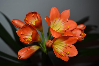 Cliviablüte 21 008.JPG