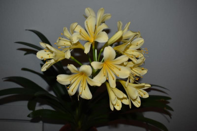 Cliviablüte 21 004.JPG