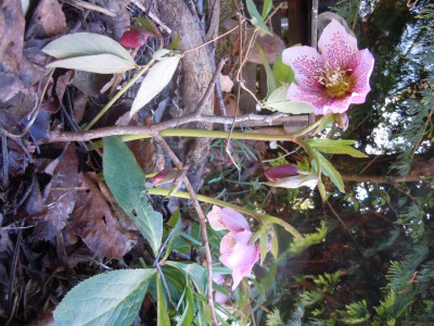 DSCN0703.JPG
