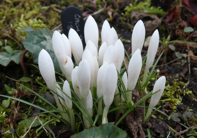 2021-03-19 Crocus tommasinianus 'Balkan White' 1.jpg