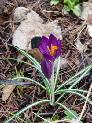 2021-03-19 Crocus tommasinianus 'JG6' 1.jpg