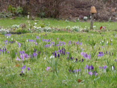 2021-03-19 Crocus tommasinianus 1.jpg
