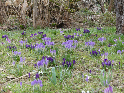 2021-03-19 Crocus tommasinianus 2.jpg