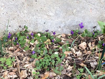 2021-03-19 freie viola.jpg