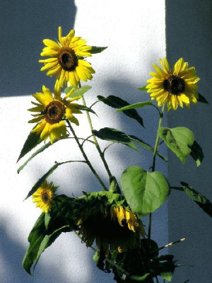 1_Hertbstlichesonnenblumen.jpg