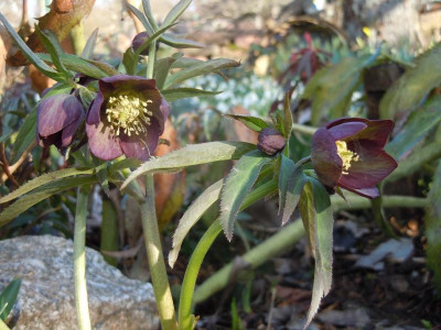 DSCN0690.JPG
