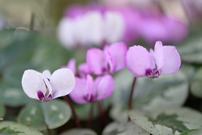 Cyclamen-Mar2021_041_00001.jpg