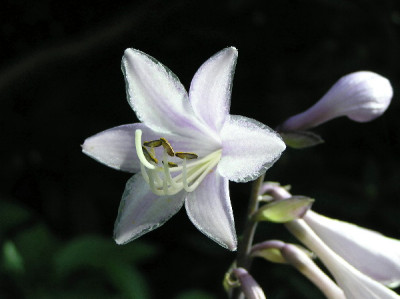 Hosta-Sep-1.jpg