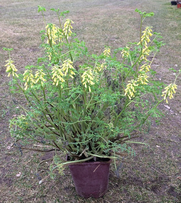 2021-03-20 Corydalis2.jpg