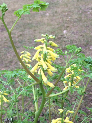 2021-03-20 Corydalis3.jpg