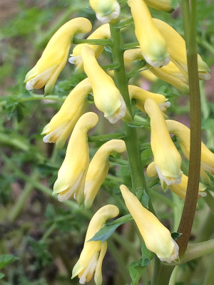 2021-03-20 Corydalis1.jpg
