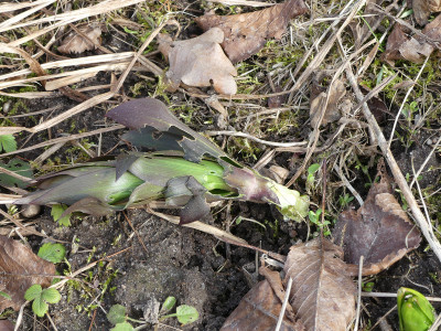 2021-03-20 Fritillaria.jpg
