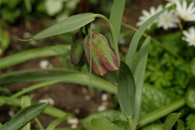 Frit.Hermonis_5380.JPG
