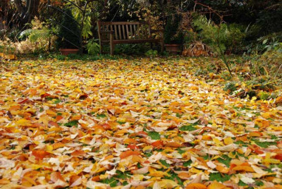 Novemberblaetter-k.jpg