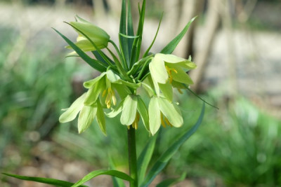Frit.raddeana.JPG