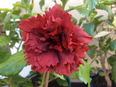 Hibiskus Normanton2.jpeg