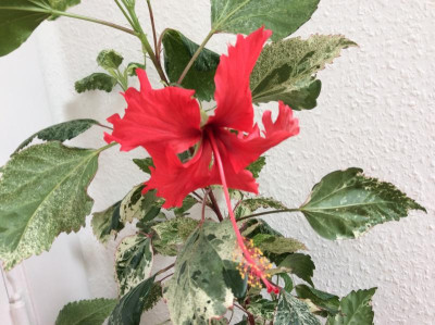 Hibiskus variegata.jpeg