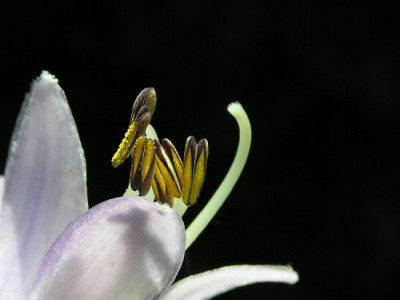 Hosta-Sep-2.jpg