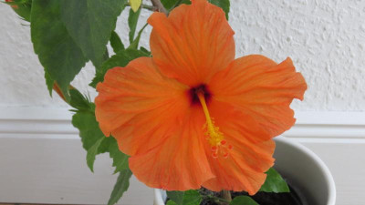 Hibiskus orange Regine.JPG