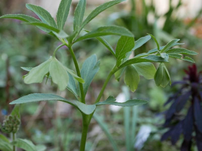 helleborus_dumetorum_phedar.JPG