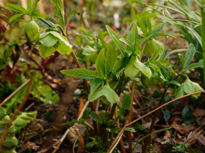 helleborus_ljubljana-bot.garten.jpeg