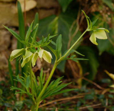 helleborus-bocconei.jpeg