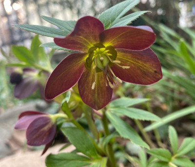 helleborus-torquatus_ginkgo.jpeg