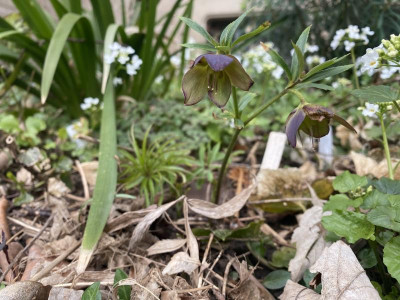 helleborus.torquatus-montenegro.jpg