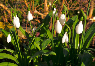 galanthus-e.a.bowles_20.3.21.jpeg