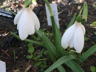 2021-03-21 Henry's White Lady.jpg