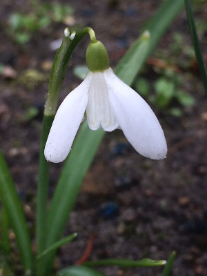 2021-03-21 Snow White's Gnome.jpg