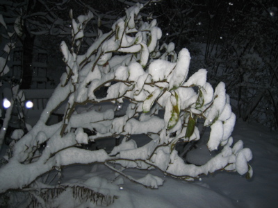 Magnolie_911.jpg