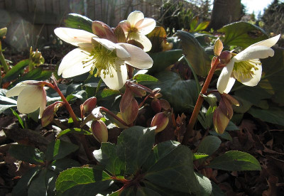 IMG_2918_Helleborus_Emma_21Maerz2021_.jpg