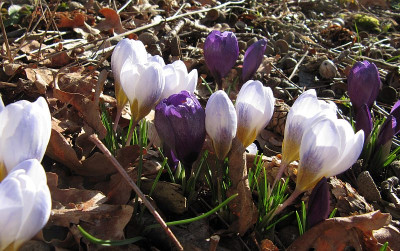 IMG_2925_Crocus_Blue_Pearl_21Maerz2021_.jpg