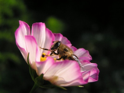 Cosmea-Sep-1.jpg