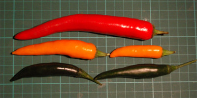 asia-shop-chilis.jpg
