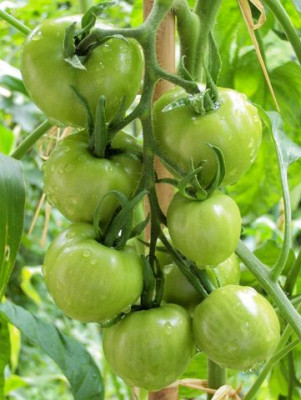 matina_beet_640x480.jpg