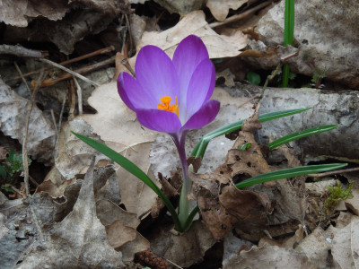 Krokus_dunkel-rotviolett.jpg