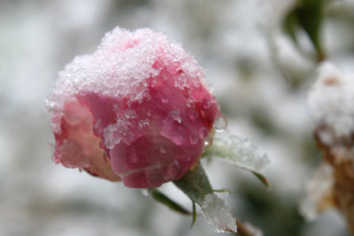 Wintereinbruch_Nov.2.jpg