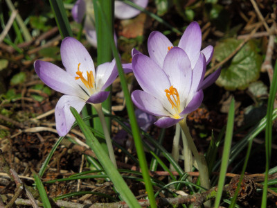 Krokus_mittel-rotviolett.jpg