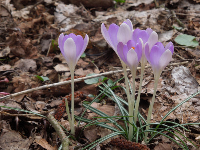 Krokus_zweifarbig.jpg