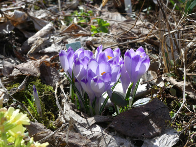2021-03-22 Crocus heuffelianus 'Shock Wave' 1.jpg