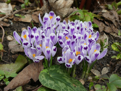 2021-03-22 Crocus heuffelianus 'Snow Princess' 3.jpg