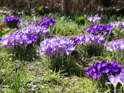2021-03-22 Crocus tommasinianus 1.jpg