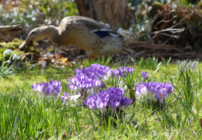 2021-03-22 Crocus tommasinianus 2.jpg