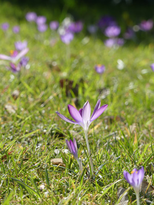 2021-03-22 Crocus tommasinianus 3.jpg