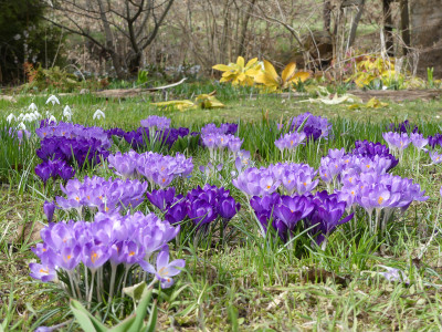 2021-03-22 Crocus tommasinianus 4.jpg